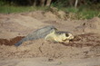 Tortue olivâtre