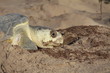Tortue olivâtre