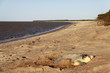 Tortue olivâtre