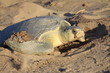 Tortue olivâtre