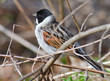 Male Reed Bunting Emberiza schoeniclus sitting in a bush