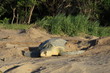 Tortue olivâtre