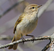 Chiffchaff Phylloscopus collybita