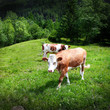 Foto: bovini in alto adige bovini in alto adige