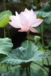 fleur de lotus