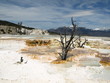 Upper Terraces of Mammoth Hot Springs @ Yellowstone Nationalpark