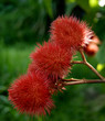 Fruits du roucou ( bixa orellana) Fruits du roucou ( bixa orellana)