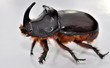 nasicornis insecte