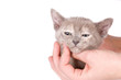 Young woman`s hand hold a kitten head