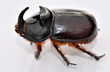 nasicornis insecte