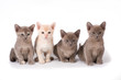 Four burma kittens