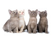 Four burma kittens on the white background looking up