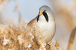 Bearded Tit - Reedling (Panurus Biarmicus) male