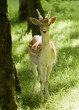 Lone Fallow Deer