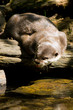 Asian Short-Clawed Otter on Log