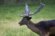 Deer with Antlers Deer with Antlers