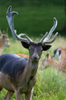 Deer with Antlers Deer with Antlers