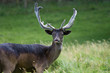 Deer with Antlers Deer with Antlers