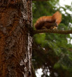 Red Squirrel Eating a Nut up a Tree Red Squirrel Eating a Nut up a Tree