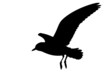 Möwe