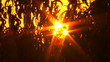 Sunset in trees