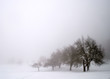 Trees in Snow