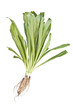 long coriander as white isolate background