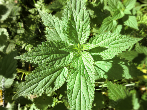 Photo: Stinging nettles -l (Urtica) Stinging nettles -l (Urtica)
