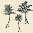 palm trees- objects palm trees- objects