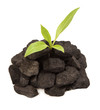 Plant growing in Coal Plant growing in Coal