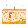 skin cells