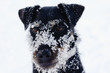 Jagdterrier im Schnee