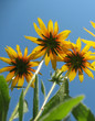 Hybrid rudbeckia (Rudbeckia x hybrida) against the blue sky
