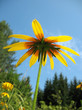Hybrid rudbeckia (Rudbeckia x hybrida) against the blue sky