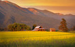 Rapeseed farm and barn in evening sun light Rapeseed farm and barn in evening sun light