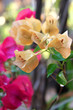 Bougainvillea flowers