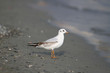 A seagull on the beach