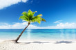 palm and sea