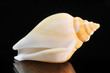 Schnecke - Schneckenhaus