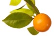 Fresh Orange on Tree