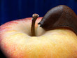 Hungrige Schnecke