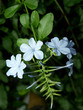 tige de plumbago avec fleurs tige de plumbago avec fleurs