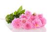 a bouquet of pink Dahlia flowers isolated over white a bouquet of pink Dahlia flowers isolated over white
