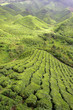 Cameron Highland, Malaysia..