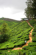 Cameron Highland, Malaysia..
