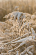 Frozen grass