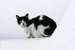 Grünäugige Katze