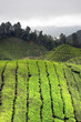 Cameron Highland, Malaysia..