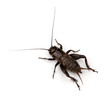 Field Cricket