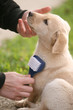 Grooming dog